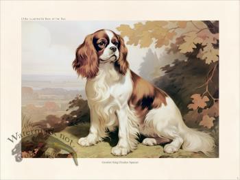 CFA Dog Cavalier King Charles Spaniel 03